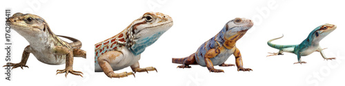 Vibrant collection of lizards showcasing diverse scales, capturing the essence of wildlife and reptile beauty, perfect for nature enthusiasts and educational purposes