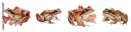 Unique composition featuring brown frogs in varying poses, emphasizing natural amphibian beauty and wildlife diversity, perfect for educational or nature-themed projects
