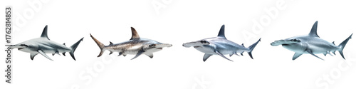Magnificent hammerhead shark collection, showcasing the ocean's unique marine life. Great for educational content, wildlife conservation, or underwater adventure themes