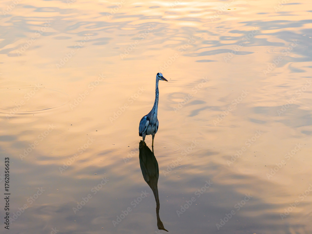 Fototapeta premium Gray heron,Wildlife in natural habitat in sunset