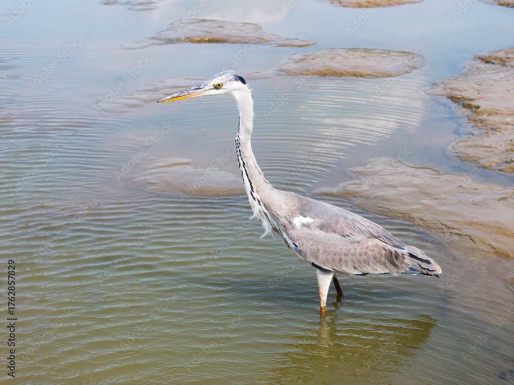 Fototapeta premium portrait of gray heron on lake mud ground land,wildlife in natural habitat