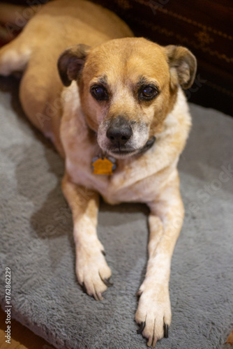 Cute dog