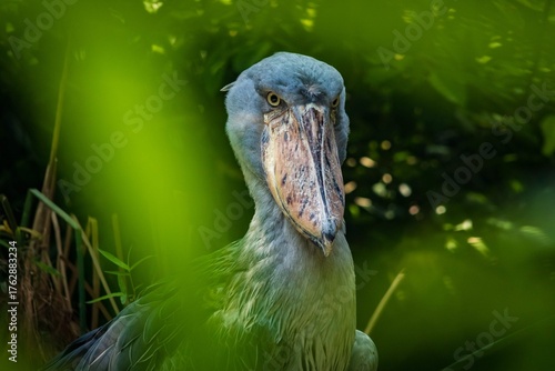 Shoebill Stork Peeking Through Lush Green Foliage