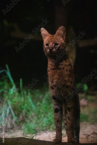Canvas Print Serval Cat: Intense Night Gaze
