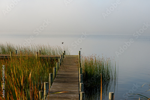 Jetty and long grass on Goolwa lake, Australia