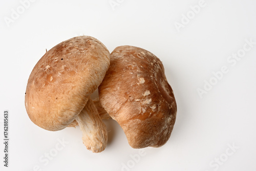 新鮮なしいたけ04