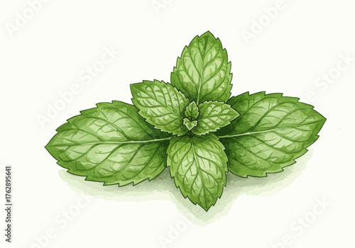 Aromatic Mint Sprig Botanical Illustration