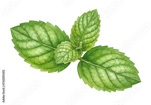 Fresh Spearmint Herb Leaves Vector Illustration