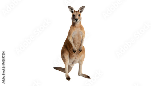 Full length portrait of a standing red kangaroo looking at the camera, isolated on a white background. Concept of Australian wildlife and fauna
