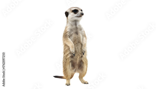 Alert meerkat stands upright, displaying its characteristic sentinel pose and curious nature. Isolated on a pristine white background, perfect for animal-themed designs and educational uses