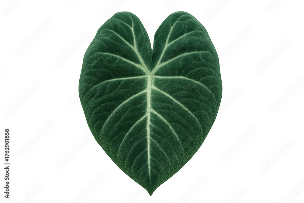 Fototapeta premium Alocasia corazon leaf showing heart shape and prominent white veins on transparent background