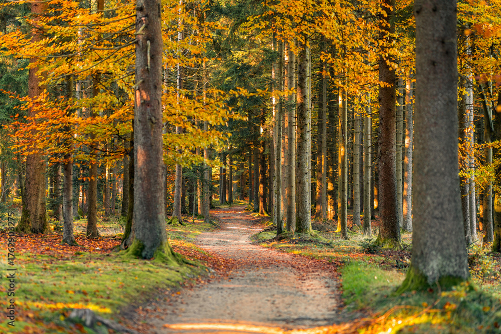 Obraz premium Beautiful autumn forest landscape with colorful trees and hiking trail natural background showing nature tranquility and fall colors