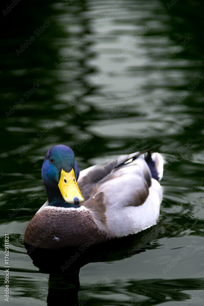 Obraz premium duck in the water