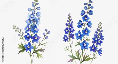 Fototapeta Naklejka Na Ścianę i Meble -  Fine Art Composition Featuring Blue Delphinium and Larkspur Flowers in Watercolor on White Background
