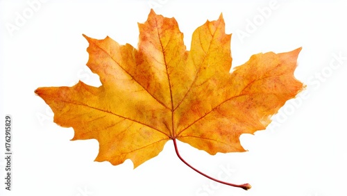 Wallpaper Mural A single vibrant orange and yellow maple leaf with a thin red stem rests against a clean white background Torontodigital.ca