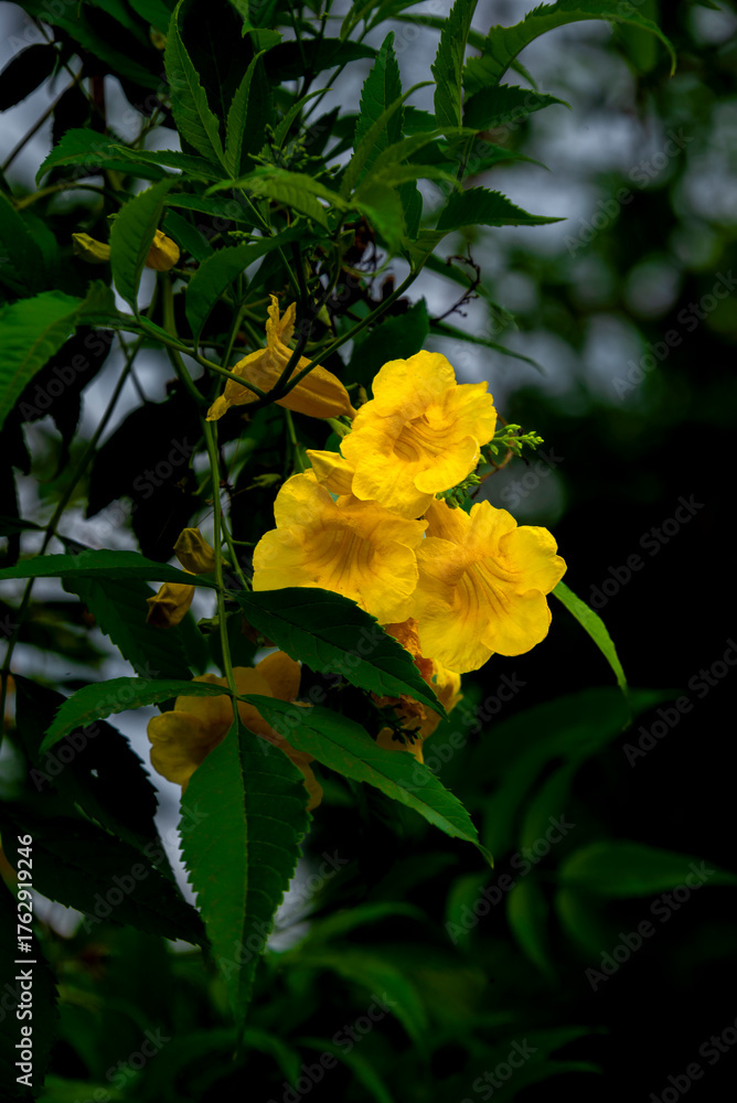 Obraz premium Yellow bells on a tree