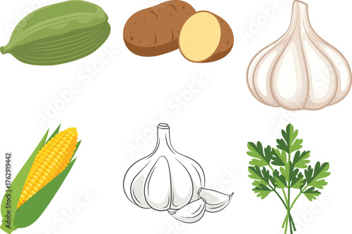 Green cardamom pod potatoes corn garlic and parsley bunch vector