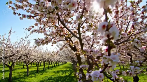 Blooming orchard in spring sunshine