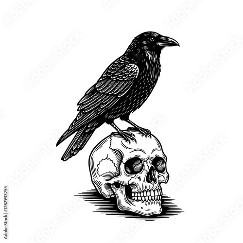 A black and white engraving style sketch of a dark raven perched on a human skull, an outline illustration perfect for gothic designs