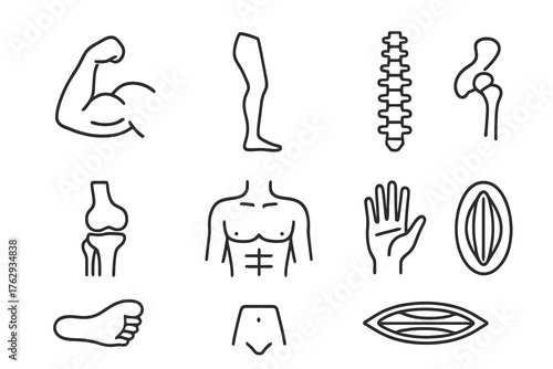 Black thin line vector icons of human muscles and joints like biceps, spine, and knee, perfect for anatomy, medical, and physiology projects.