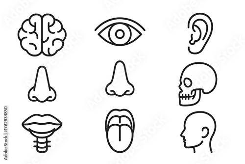 Set of 9 minimalist anatomy icons showing human head organs such as mouth, skull, and nose, ideal for science, healthcare, and anatomy illustration.