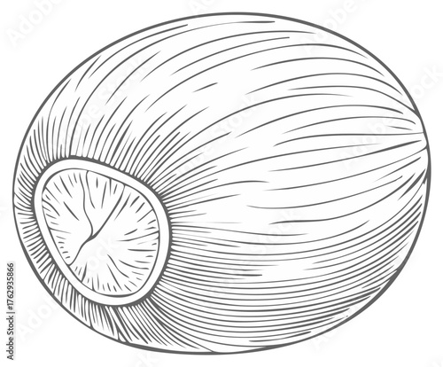 Whole nutmeg spice in a hand drawn vintage etching style. Black and white botanical culinary illustration.