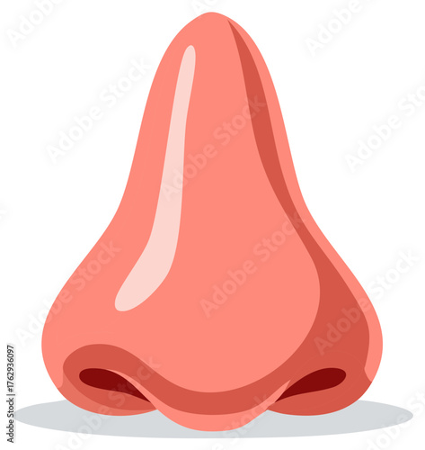 Human Nose Illustration Featuring Nostrils, Anatomy and Sensory Organ
