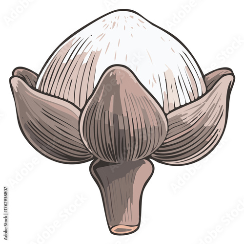 Detailed illustration of a puffball fungus with intricate line work and textured cap