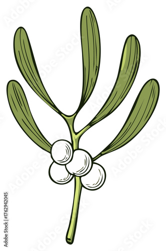 A hand-drawn illustration of a festive mistletoe sprig with green leaves and white berries.