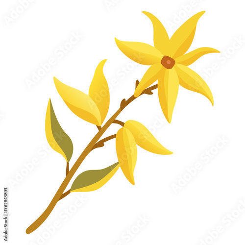 forsythia flower on white background