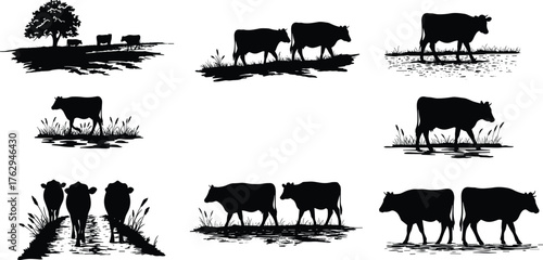 Black cow silhouettes in multiple grazing, walking, and standing poses with rural landscape elements, farm livestock vector illustration for agriculture design