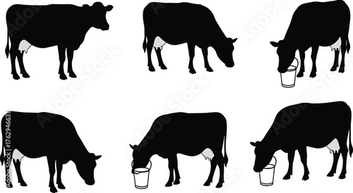 Black cow silhouettes standing and drinking from buckets, farm livestock vector illustration for dairy, agriculture, milk production, and animal behavior concepts