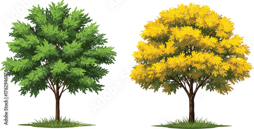 Tree in summer and autumn, seasonal foliage contrast, green and yellow leaves, nature landscape, climate change concept, dual tree illustration