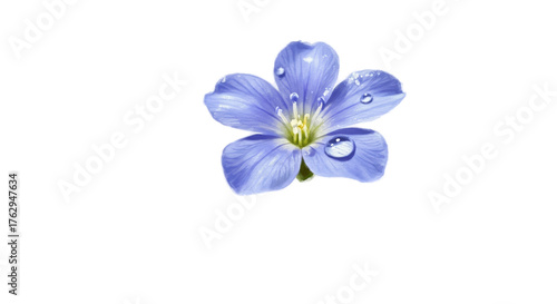 Blue Flax Flower With Water Droplets on Soft Blue Background Isolated