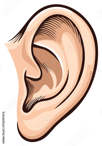 Stylized Human Ear Vector Illustration Depicting Anatomy and Hearing