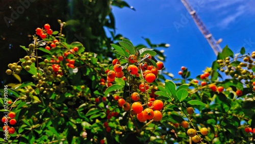 red and yellow flowers