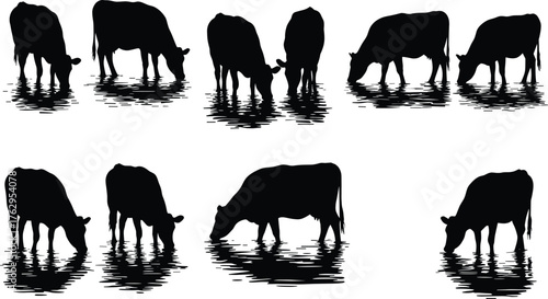 Cow silhouettes drinking water vector set with pasture reflections, farm livestock artwork, rural agriculture illustration, countryside nature animal design