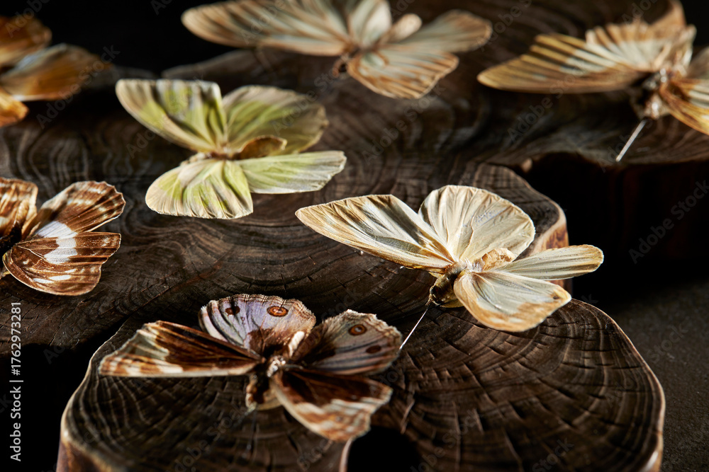 Fototapeta premium butterfly on black background