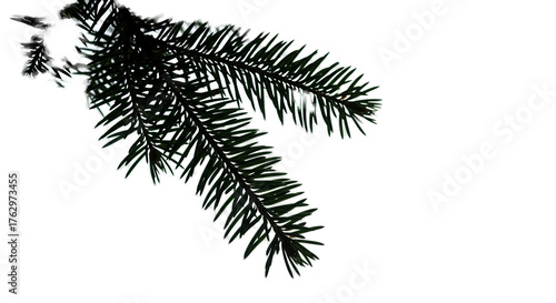 Evergreen Pine Branch with Soft Glowing Light Realistic Photo
