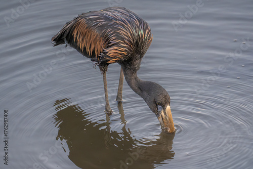 Fototapeta Open billed stork feeding in the shallows