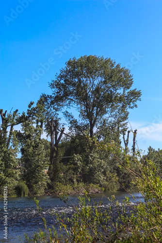 Paisaje de río y bosque con camino.