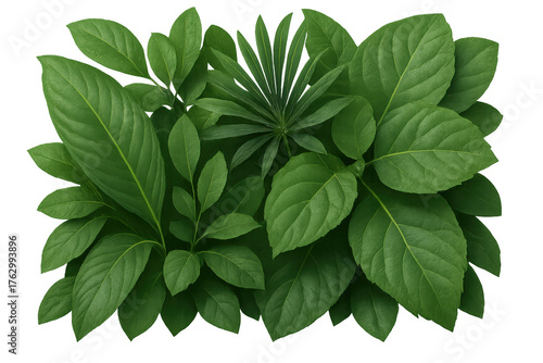 Fototapeta Naklejka Na Ścianę i Meble -  Lush green foliage mix on transparent background representing nature, growth, and environmental concepts