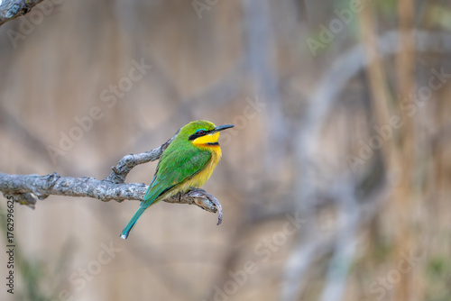 Canvas Print Little bee-eater perched on a branch at sunset