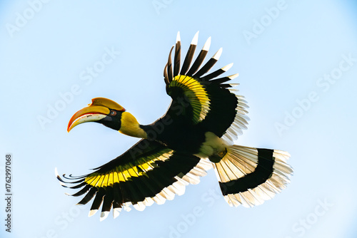 Great Hornbill in flight	