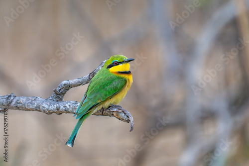 Photography Little bee-eater perched on a branch at sunset