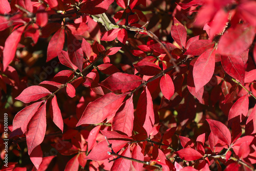 Red leaves of Burning bush at park in sunlight. Autumn nature background with place for text. Horizontal floral image. Fall mood concept.