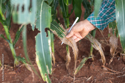 Fotografija Close-up of farmer hand inspecting damaged corn leaf with stylus pen, concept of crop disease monitoring, smart agriculture, precision farming, and agritech innovation