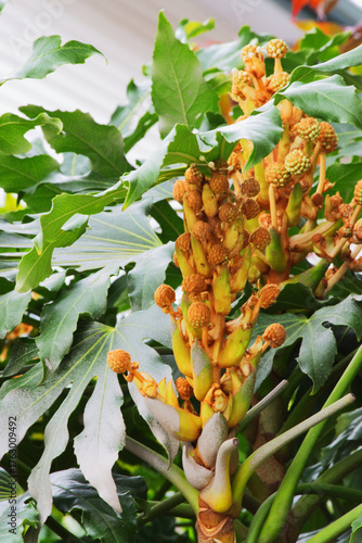 Many-fruited aralia (Fatsia polycarpa)