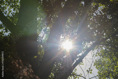 Los intensos rayos del sol se filtran a través de las ramas y el denso follaje de los árboles, creando un efecto de resplandor brillante.