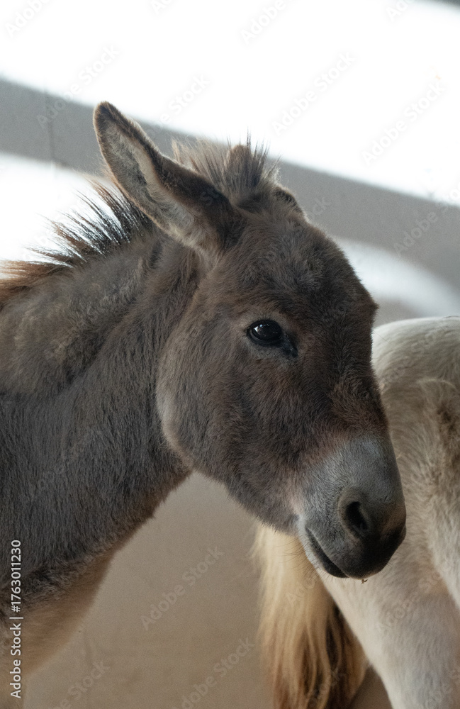 Obraz premium Animals in a barn.